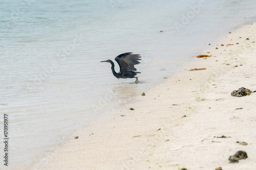 Polynesia heron flying on the pacific sea photo