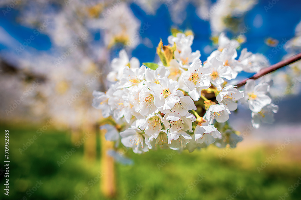 Obraz premium Fioritura del ciliegio