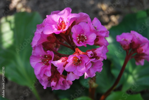 Bergenie (Bergenia) - rosa Blüten