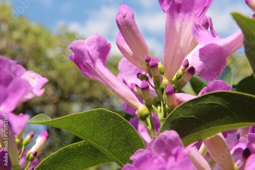The beauty of flowers gardens.