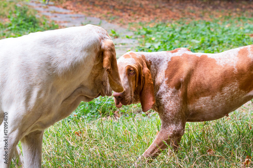 A couple of Bracco Italiano playing. Italian hunting dogs