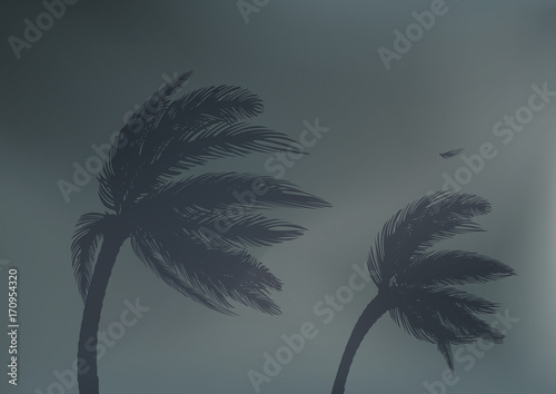 tornade - cyclone - tempête - catastrophe naturelle - palmier - phénomène météo photo