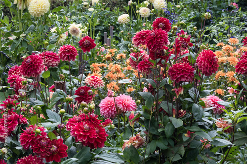 Fototapeta Naklejka Na Ścianę i Meble -  Colourful garden of Dahlia