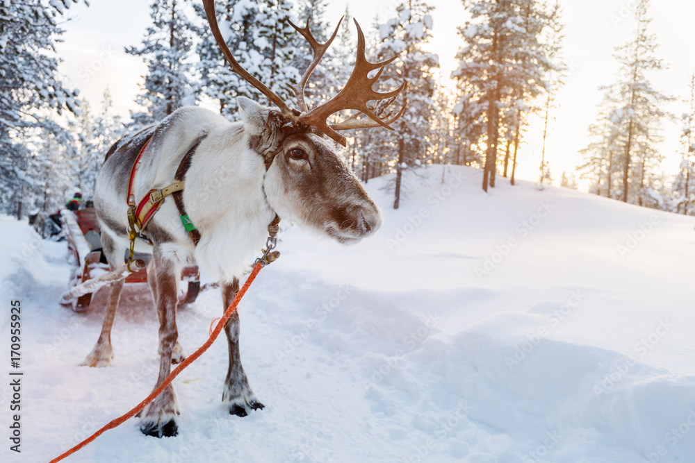 Reindeer safari Reindeer safari