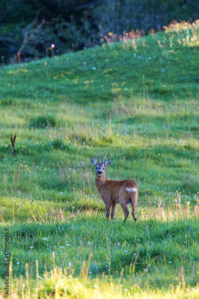 Fototapeta premium Roebuck on a meadow in summer