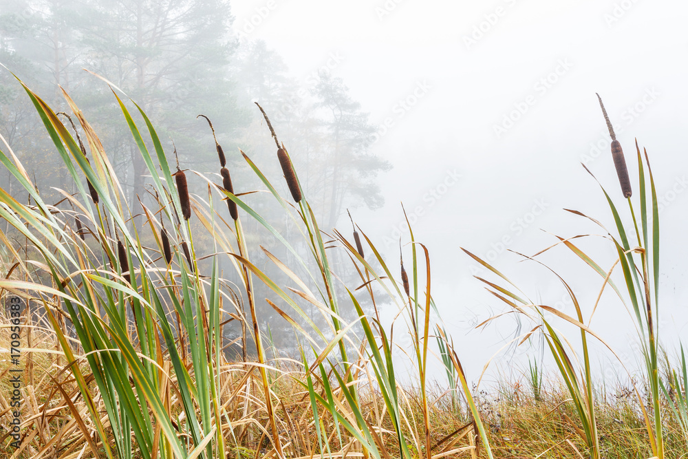 Bulrush in a wetland in fog