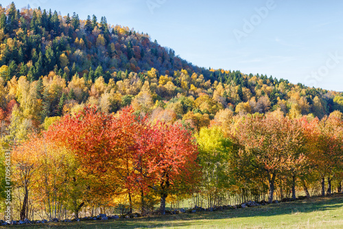 Autumn landscape with trees at a mountainside