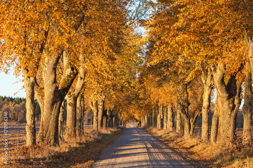 Fototapeta Naklejka Na Ścianę i Meble -  Country road with trees in autumn