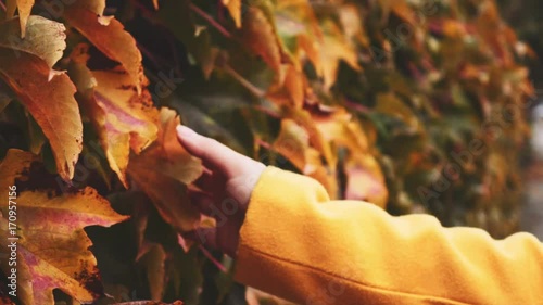 Close up of Woman's Hand Running Through Yellow Autumn Leaves, dolly shot. Slow motion 120 fps. Colourful and textured city fall season background. Wall covered with Beautiful Leaves. photo