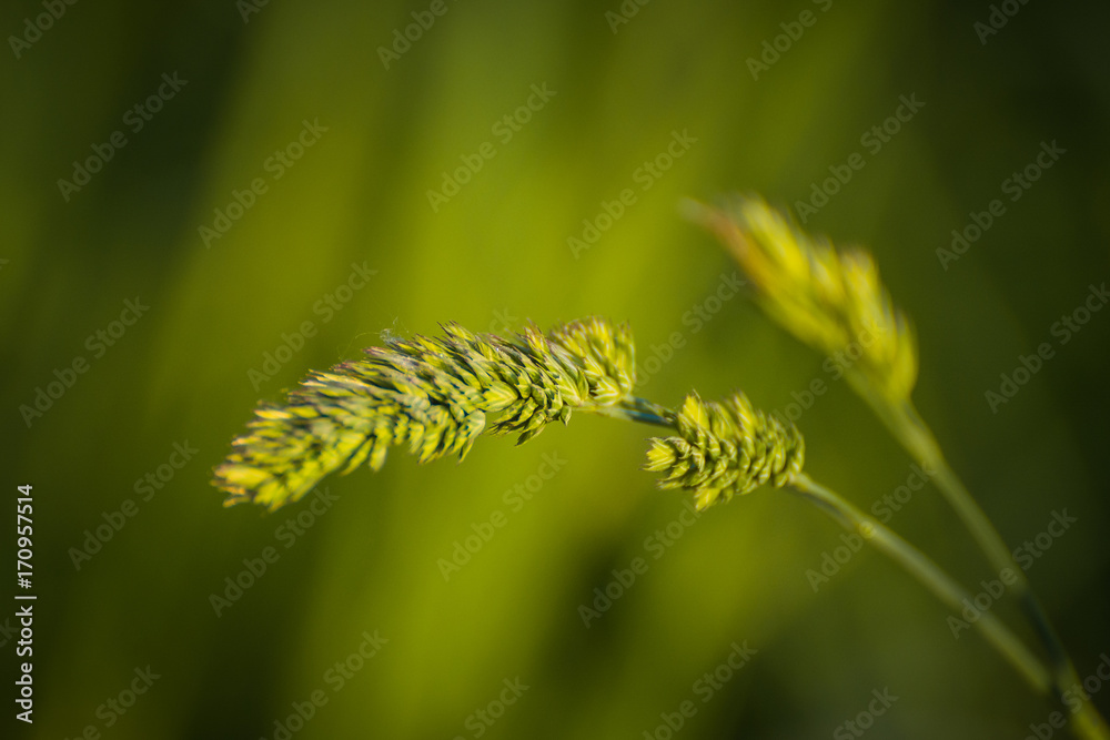 Grass and leaves