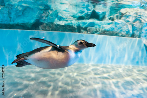 泳ぐマゼランペンギン