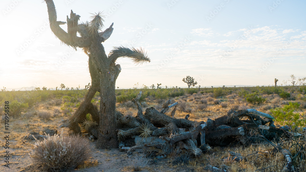 Fototapeta premium Joshua Tree