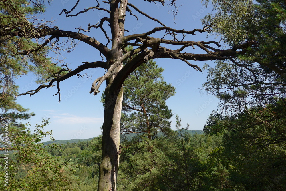 Fototapeta premium old tree