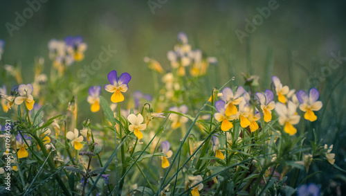 Small forest flowers