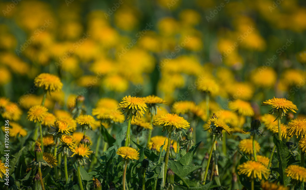 Obraz premium Dandelion