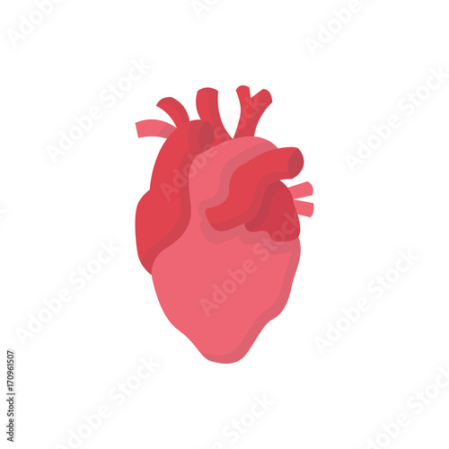 Human organs flat icon heart