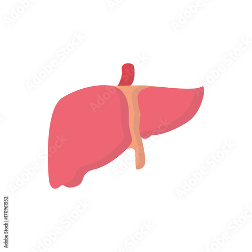 Human organsflat icon liver