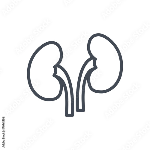 Human organs line icon kidney