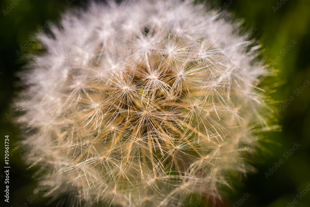 Fototapeta premium Dandelion