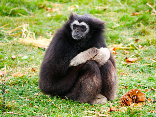 Gibbon