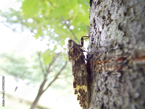ニイニイゼミ cicada