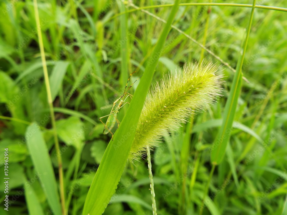 クモヘリカメムシ stink bug クモヘリカメムシ stink bug