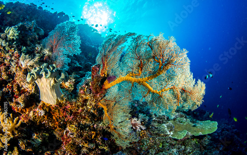 Fototapeta Naklejka Na Ścianę i Meble -  Korallenriff
