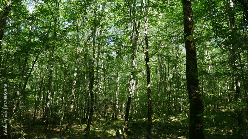 foret de la braconne brie bois