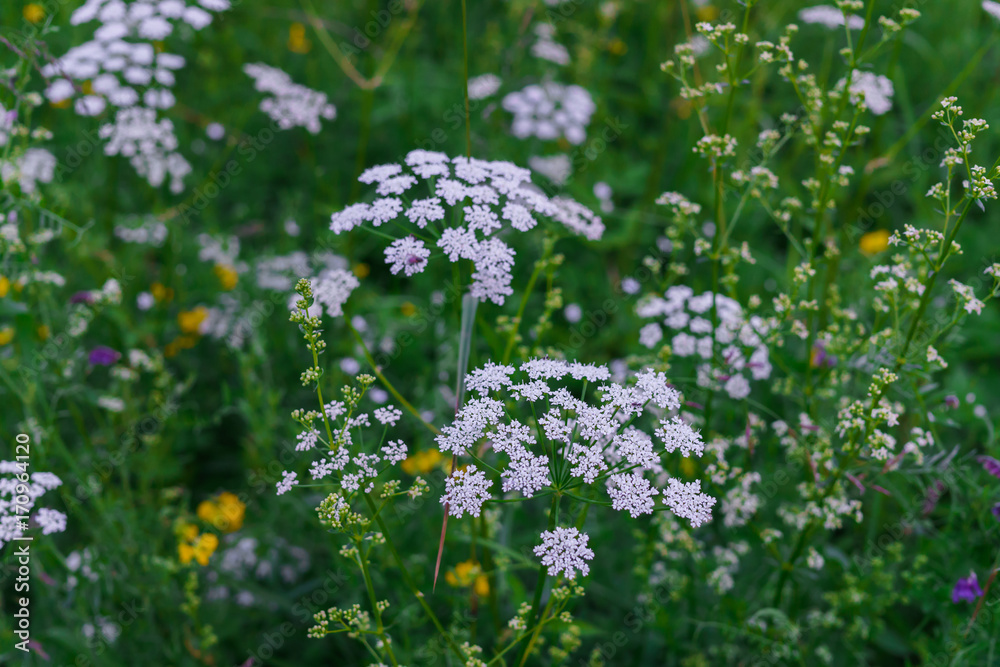 beautiful meadow of white flowers in the forest.Aegopodium podagraria beautiful meadow of white flowers in the forest.Aegopodium podagraria