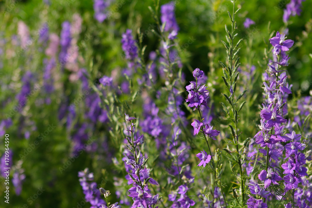 Fototapeta premium fleurs