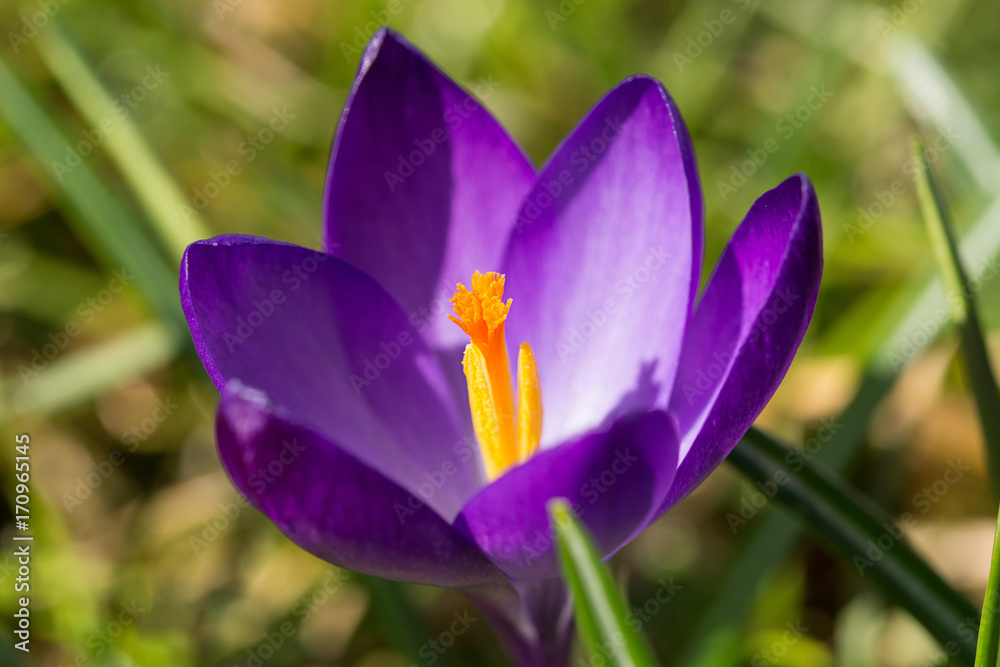 Krokusblütenmakro