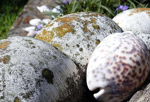 shell and concrete near ocean weathered