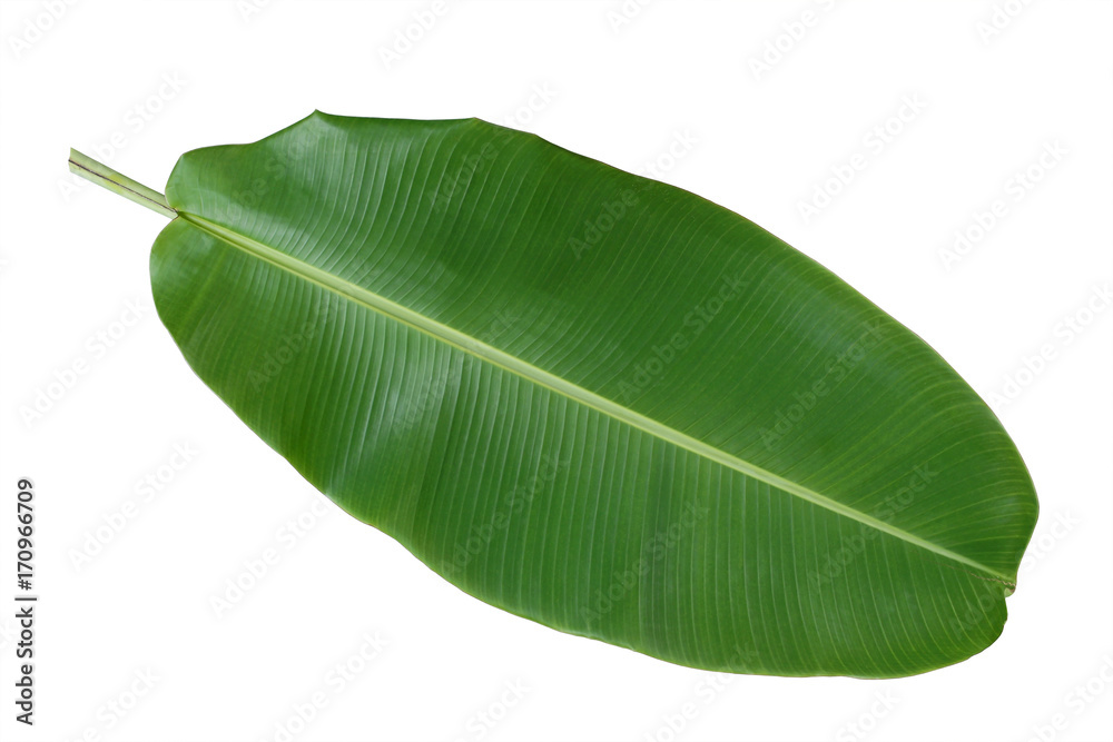 Fototapeta premium Green banana leaf on white background