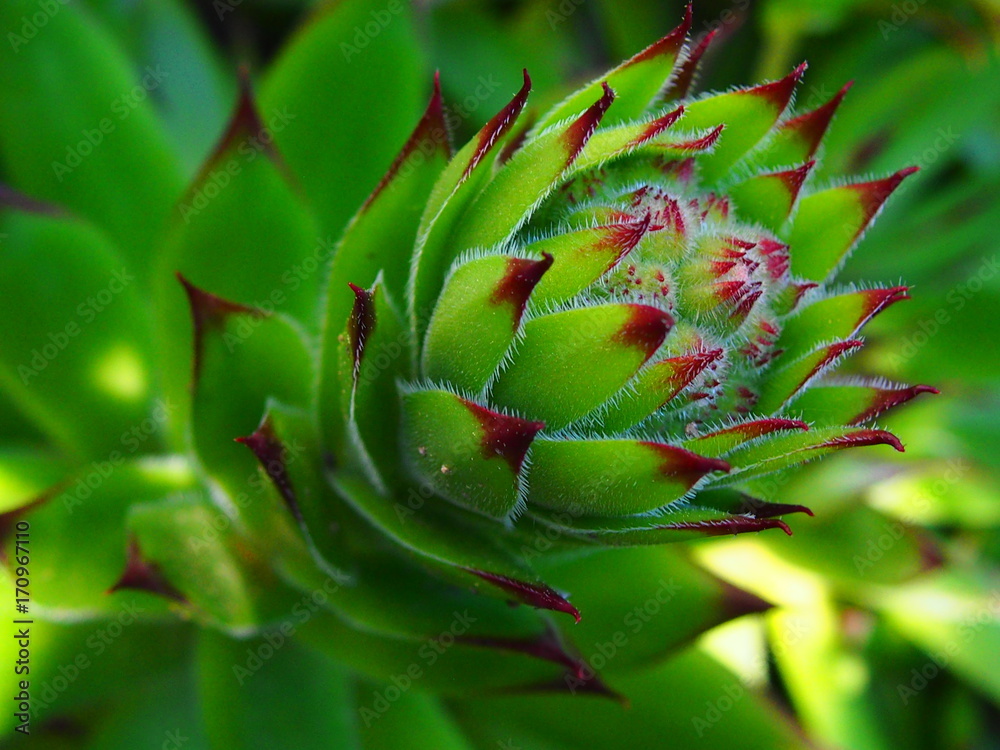 an unusual green plant in early spring an unusual green plant in early spring