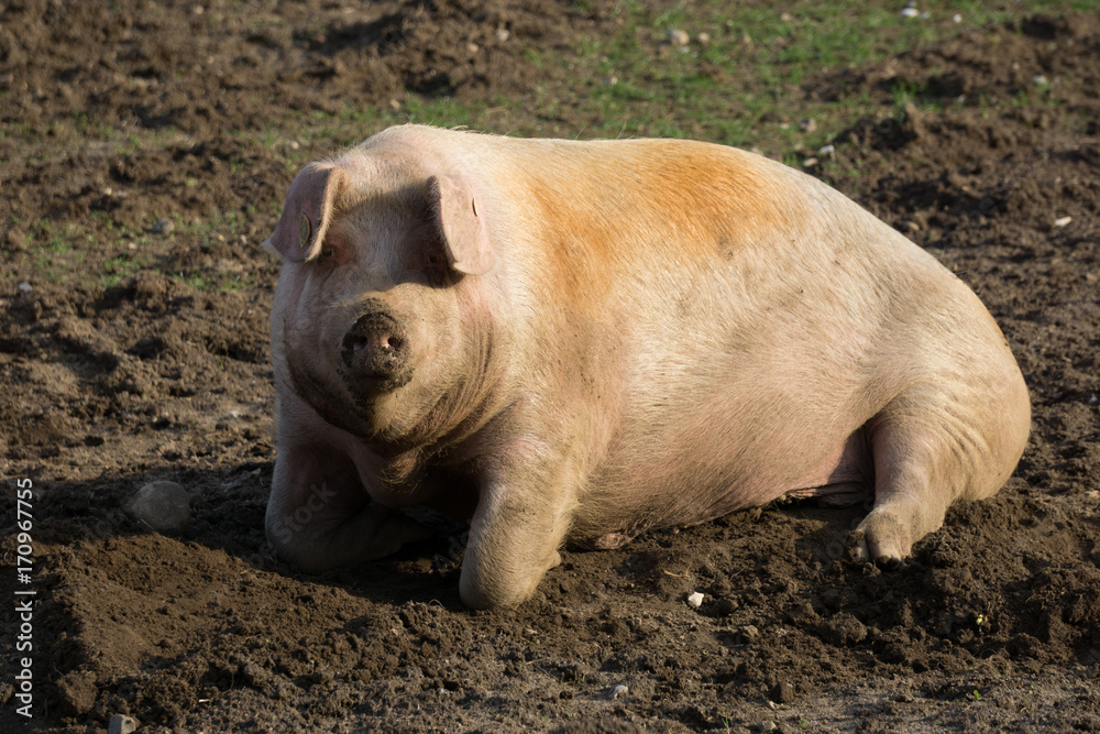 Pigs in the countryside