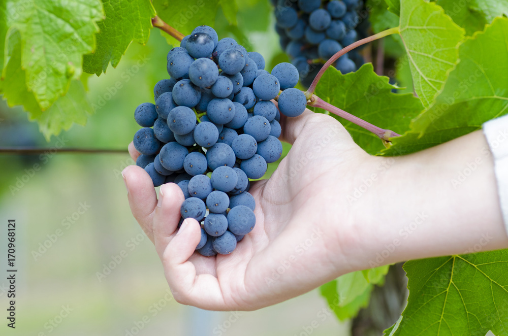 Close-up photo of young woman's hand and blue grape vine in the vineyard between green leaves