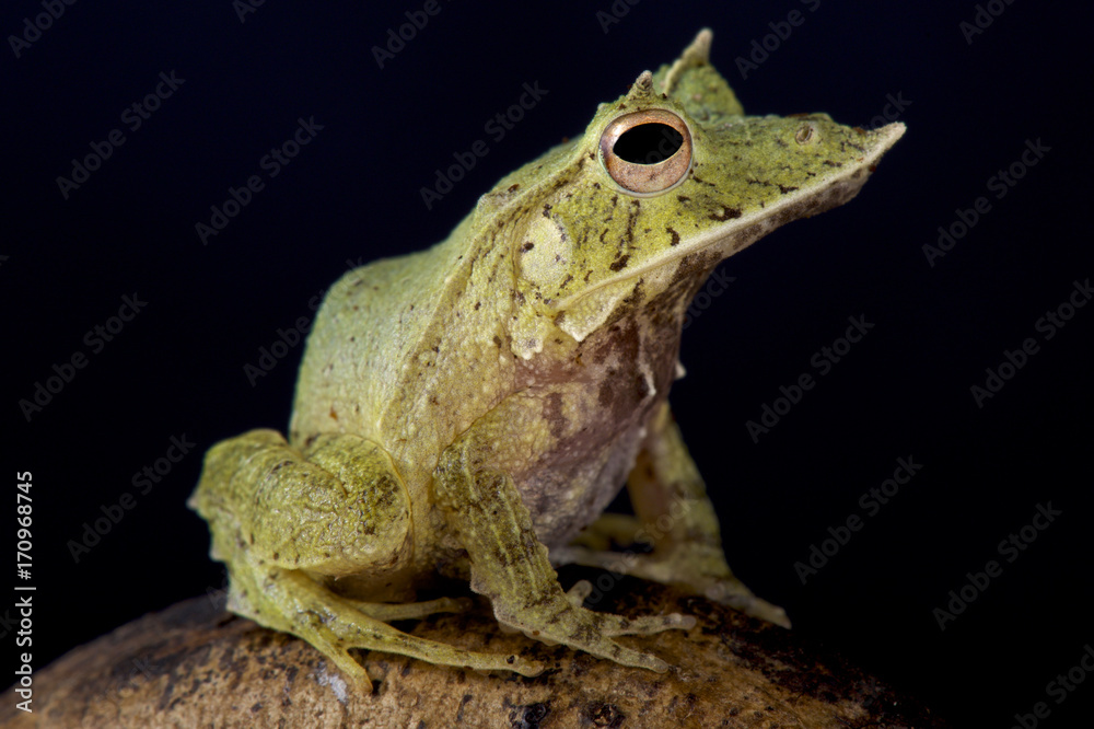 Naklejka premium Solomon Island Leaf Frog, Ceratobatrachus guentheri