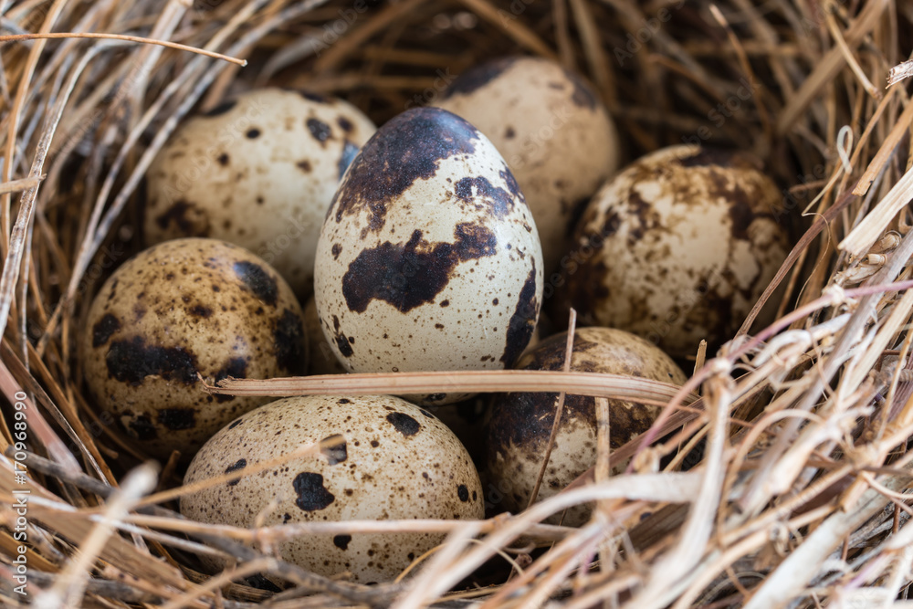 quail eggs in a nest and laid out around it border.