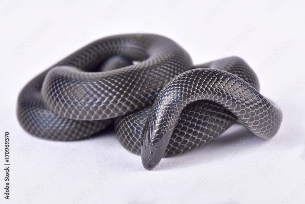 Fototapeta premium Congo burrowing asp, Atractaspis congica congica