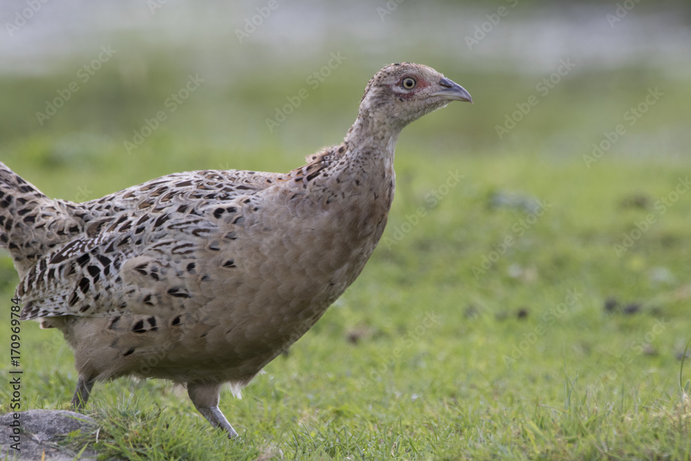ring-necked pheasant, Phasianus colchicus ring-necked pheasant, Phasianus colchicus