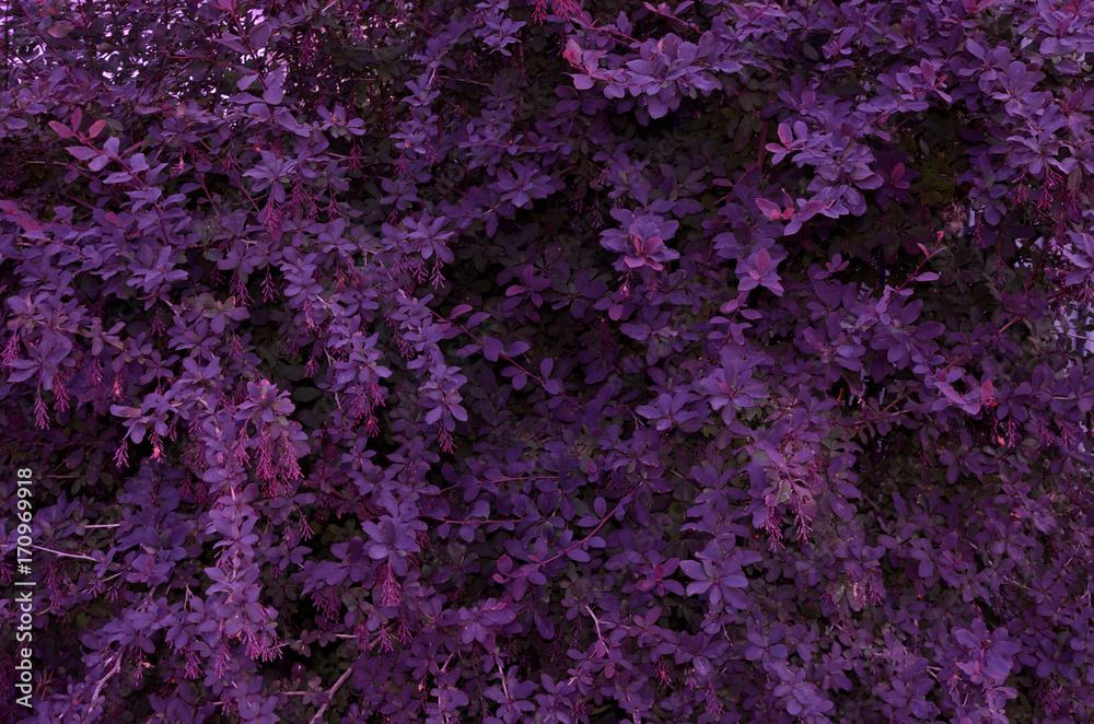 Background of purple bright small leaves