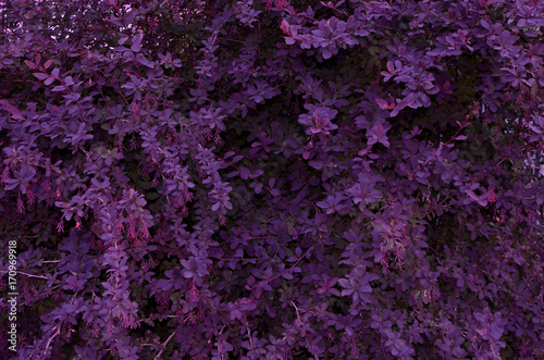Background of purple bright small leaves