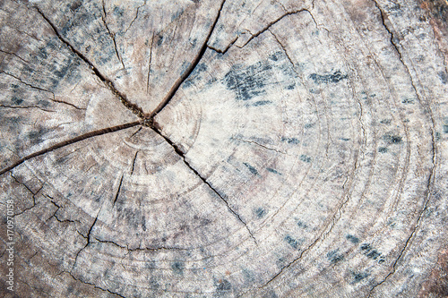 A close-up of the surface of old cut of tree,texture of an old tree,wood,table,stump,backgrounds
