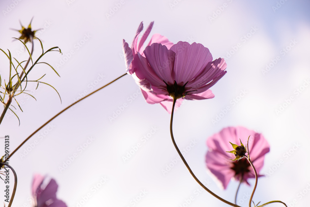 Unzertrennliche Schmuckkörbchen