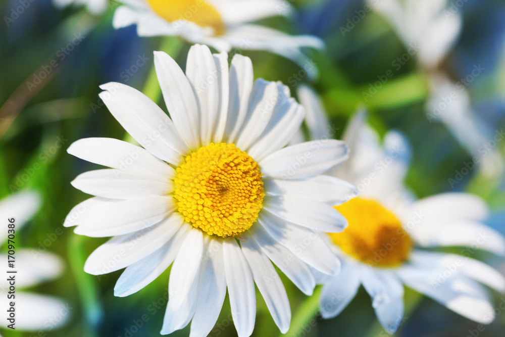 Obraz premium Chamomile among flowers
