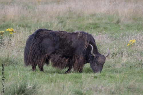 domesticated yak, Bos grunniens