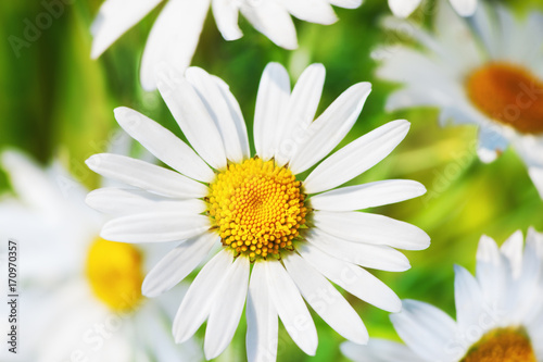 Chamomile among flowers