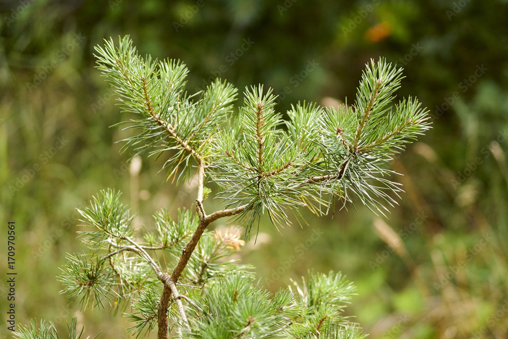 Pine branch Pine branch
