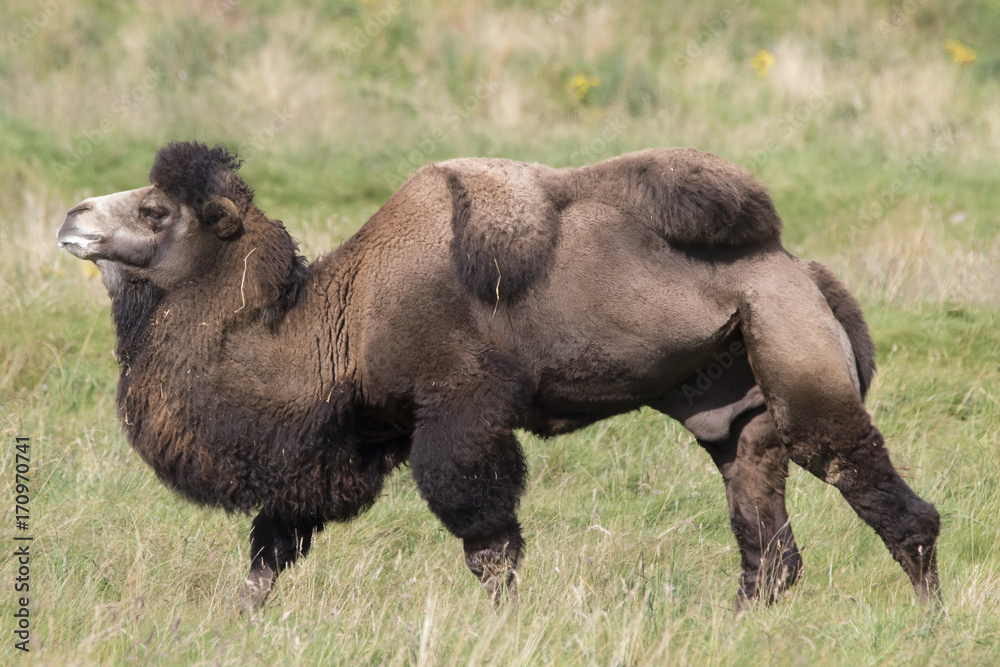 Fototapeta premium bactrian camel, Camelus bactrianus