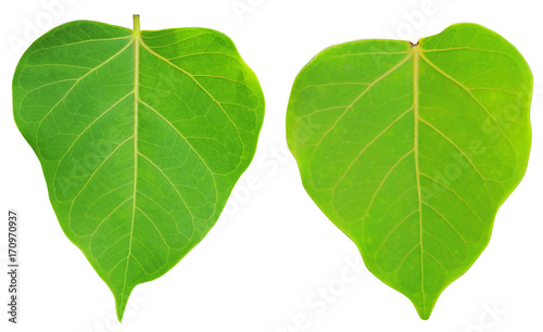 young bo leaf on isolate and white background and with clipping path